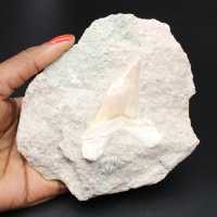 Dent fossile sur matrice du Maroc Otodus obliquus