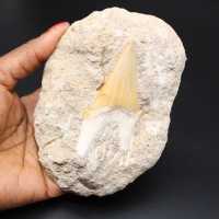 Spécimen fossile de dent de requin sur matrice