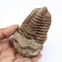 Fossilisation de trilobite