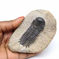Trilobite fossile sur gange