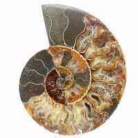 Fossile d'ammonite une pièce