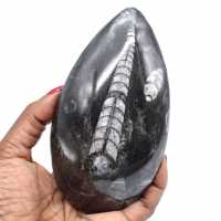 Orthocéras fossile naturel