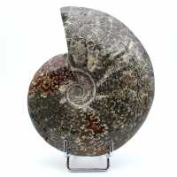 Ammonite complète