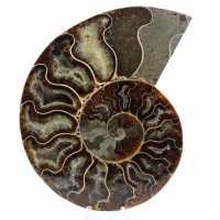Ammonite naturelle de madagascar