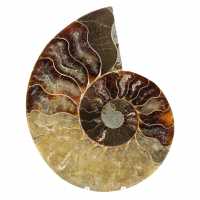 Ammonite fossilisée polie