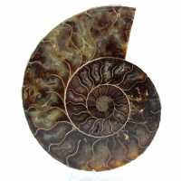 Ammonite polie de Madagascar