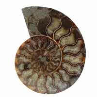 Ammonite naturelle fossile