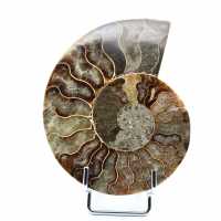 Ammonite une pièce