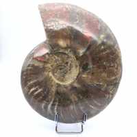 Ammonite entière endommagée