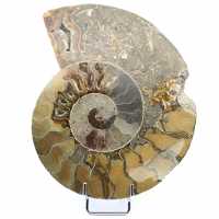 Ammonite endommagée