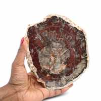Bois fossile tranche polie