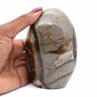 Septaria polie polie de madagascar