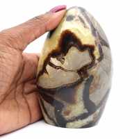 Septaria polie de madagascar