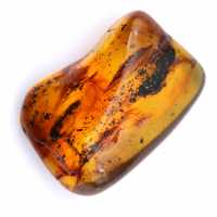Spécimen d'ambre fossile