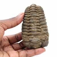 Trilobite