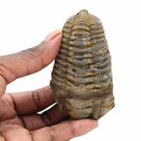 Trilobite fossile Maroc