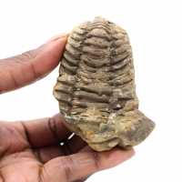 Trilobite fossile du Maroc