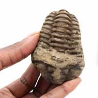 Fossile de trilobite
