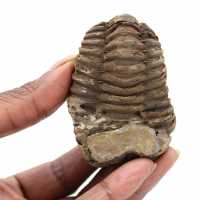 Trilobite fossile Maroc