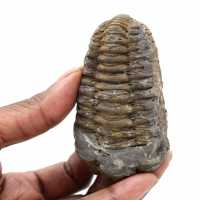 Trilobite fossile du Maroc