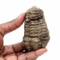 Fossile de trilobite du Maroc