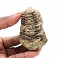 Fossile de trilobite Maroc