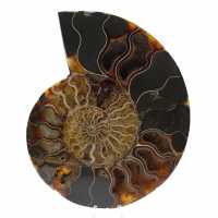 Ammonite naturelle fossile