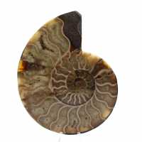 Ammonite fossilisée polie