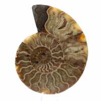 Ammonite sciée polie