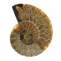 Ammonite polie naturelle de Madagascar