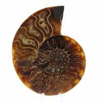 Ammonite fossilisée