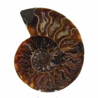 Ammonite une pièce