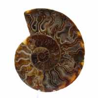 Ammonite sciée polie