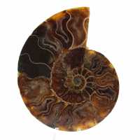 Ammonite polie