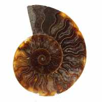 Ammonite fossilisée polie