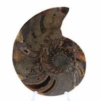 Ammonite de Madagascar