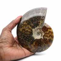 Ammonite entière sciée polie