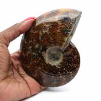 Ammonite polie naturelle de Madagascar