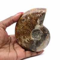 Ammonite naturelle polie fossile