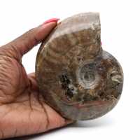 Ammonite de Madagascar