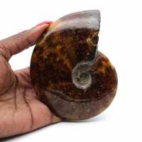 Ammonite polie de Madagascar