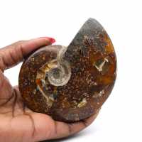 Ammonite entière fossilisée