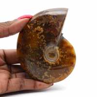 Ammonite polie naturelle de Madagascar