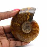 Ammonite naturelle fossile