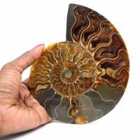 Ammonite fossilisée polie