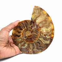 Fossile d'ammonite poli