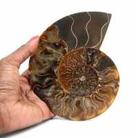 Fossile d'ammonite une pièce