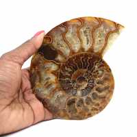 Ammonite une pièce