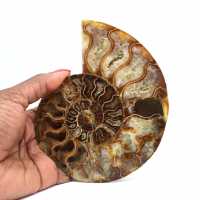 Ammonite fossilisée