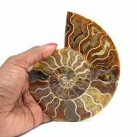 Ammonite de Madagascar